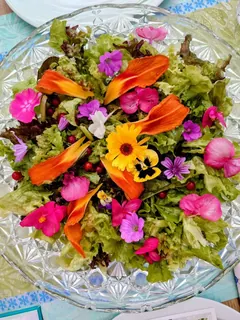 Sommersalat, Kräuterhoch³ Wildpflanzenschule im Chiemgau