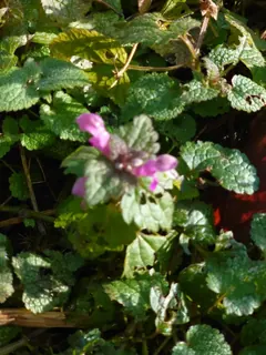 Taubnesselblüte Jan. 23, Kräuterhoch³ Wildpflanzenschule im Chiemgau