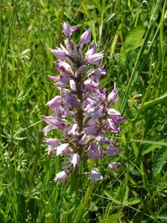 Tüpfelknabenkraut, Kräuterhoch³ Wildpflanzenschule im Chiemgau