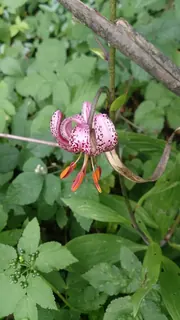 Türkenbundblüte groß, Kräuterhoch³ Wildpflanzenschule im Chiemgau