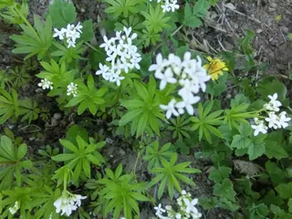 Waldmeister 2, Kräuterhoch³ Wildpflanzenschule im Chiemgau