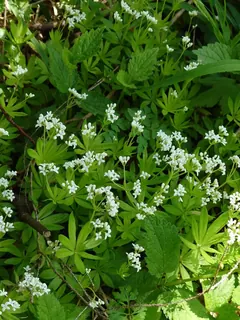 Waldmeister, Kräuterhoch³ Wildpflanzenschule im Chiemgau