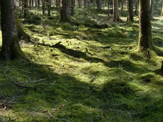 Waldmoosboden, Kräuterhoch³ Wildpflanzenschule im Chiemgau