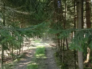 Waldweg 2 berührende Äste, Kräuterhoch³ Wildpflanzenschule im Chiemgau