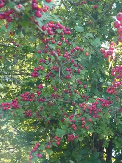 Weißdornbeeren 3, Kräuterhoch³ Wildpflanzenschule im Chiemgau