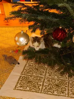 Weihnachtsbaum 2022, Kräuterhoch³ Wildpflanzenschule im Chiemgau