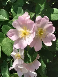 wilde Rose, Kräuterhoch³ Wildpflanzenschule im Chiemgau