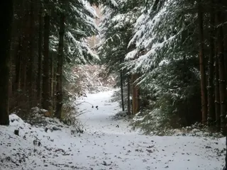 Winterwaldweg, Kräuterhoch³ Wildpflanzenschule im Chiemgau
