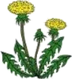 Kräuterhoch³ Logo: Löwenzahn