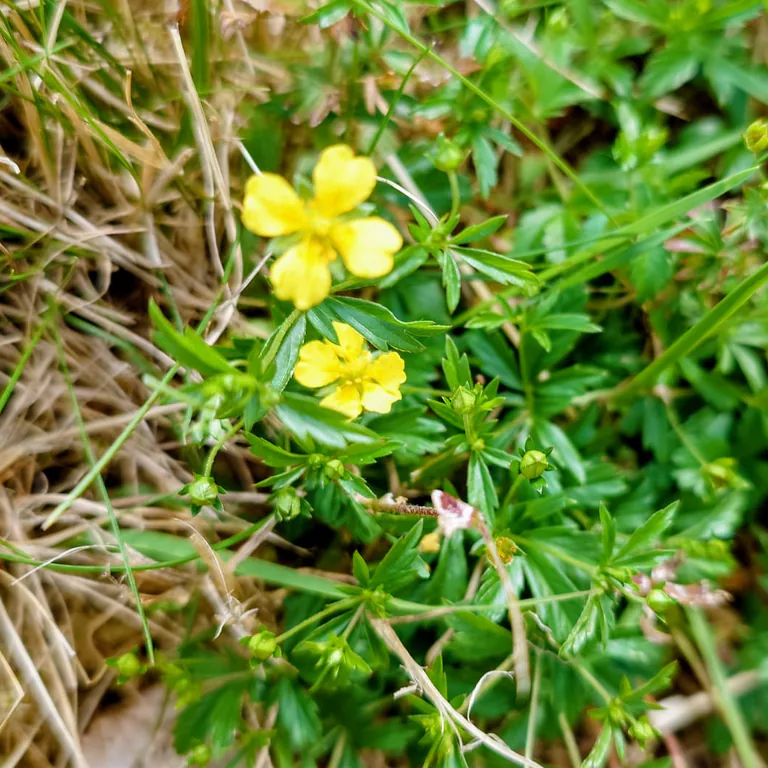 Blutwurz (Potentilla erecta) mit kleinen gelben, vierzähligen Blüten und dreiteilig gefingerten, gezähnten Blättern auf einer Magerwiese
