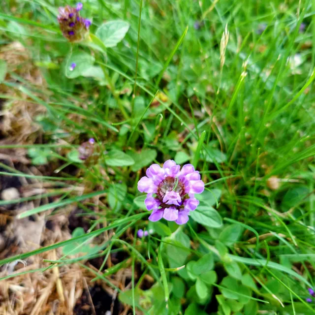 Kleine Braunelle (Prunella vulgaris) mit violetten Lippenblüten in einem rundlichen Blütenkopf, im Gras