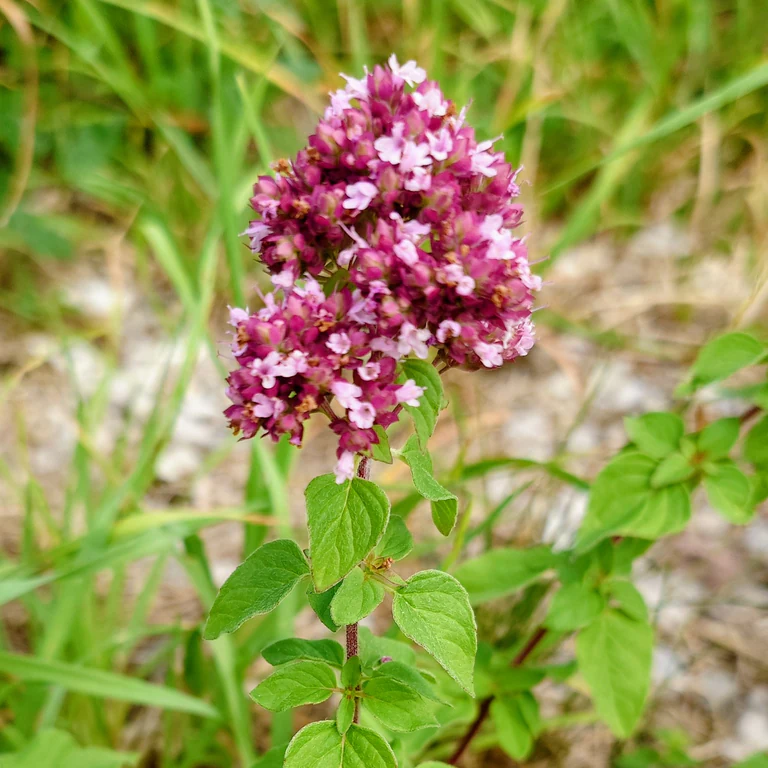 Wilder Dost (Origanum vulgare) mit rosa-purpurnen Blütenständen und ovalen, gegenständigen Blättern an rötlichem Stängel