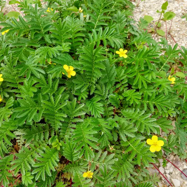 Gänsefingerkraut (Potentilla anserina) mit gefiederten, gesägten Blättern, gelben fünfblättrigen Blüten und rötlichen Ausläufern am Rand eines Kiesweges