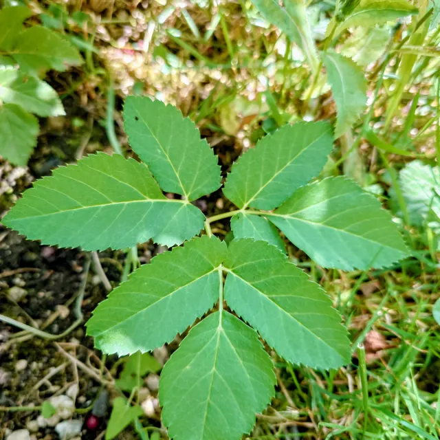 Giersch-Blatt (Aegopodium podagraria) mit den charakteristischen dreifach unterteilten, gezackten Blattgruppen