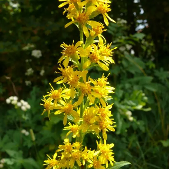 Echte Goldrute (Solidago virgaurea) mit goldgelben Körbchenblüten in einer schmalen Rispe