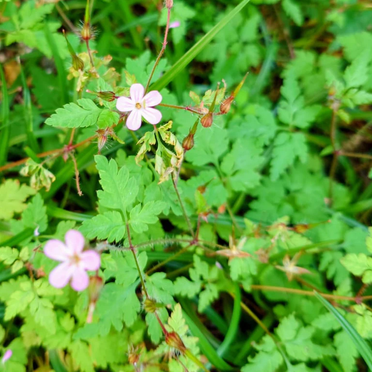 Ruprechtskraut (Geranium robertianum) mit rosa fünfblättrigen Blüten, farnartig geteilten Blättern, rötlichen Stängeln und den schnabelförmigen Früchten