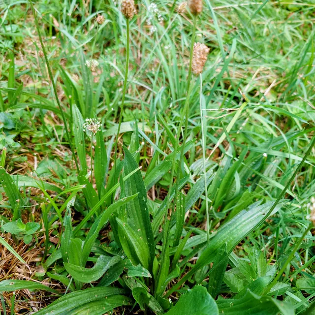 Spitzwegerich (Plantago lanceolata) mit schmalen, längsnervigen Blättern in Rosetten und braunen Blütenähren auf der Wiese