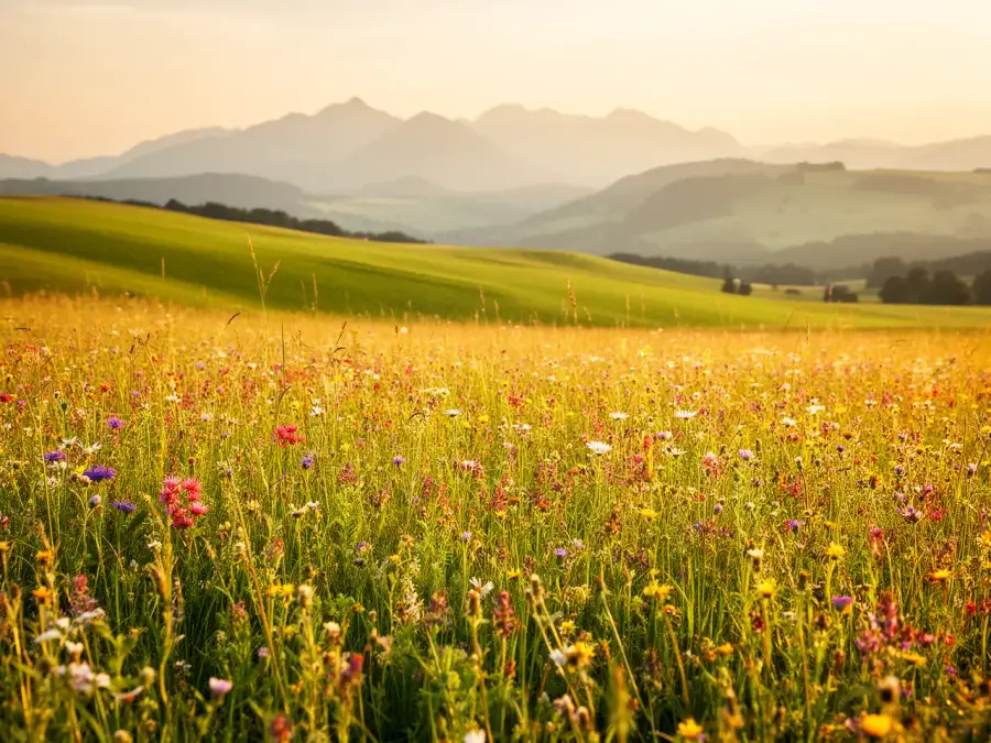 Sommerliche Wildkräuterwiese im Chiemgau mit Bergpanorama