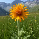 Arnika (Arnica montana) mit orangegelber Blüte auf einer Bergwiese
