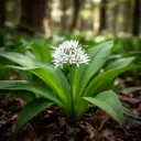 Bärlauch (Allium ursinum) mit weißen Blüten auf dem Waldboden