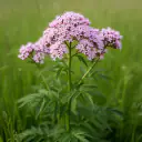Baldrian (Valeriana officinalis) mit blassrosa Blütenrispen