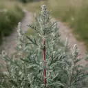 Beifuß (Artemisia vulgaris) mit dunkelgrünen Blättern und silbriger Unterseite