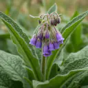 Beinwell (Symphytum officinale) mit rauen Blättern und violetten Glockenblüten
