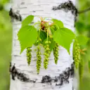 Birke (Betula pendula) mit frischen grünen Blättern vor weißer Rinde