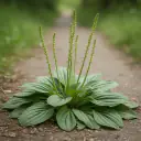 Breitwegerich (Plantago major) mit breiten Blattrosetten auf einem Weg