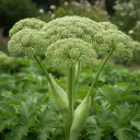 Engelwurz (Angelica archangelica) mit kugelrunden grünlich-weißen Dolden