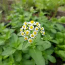 Franzosenkraut (Galinsoga parviflora) mit kleinen weiß-gelben Blüten