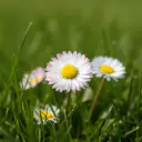 Gänseblümchen (Bellis perennis) im Rasen