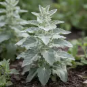 Weißer Gänsefuß (Chenopodium album) mit mehlig bereiften Blättern