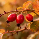 Hagebutten (Rosa canina), rote Früchte der Hundsrose am Strauch