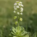 Hirtentäschel (Capsella bursa-pastoris) mit herzförmigen Schötchen