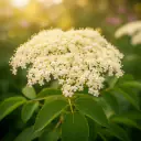 Holunderblüte (Sambucus nigra), cremeweiße Blütendolde mit grünen Blättern