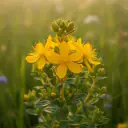 Johanniskraut (Hypericum perforatum) mit goldgelben Blüten