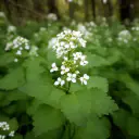 Knoblauchsrauke (Alliaria petiolata) mit herzförmigen Blättern und weißen Blüten