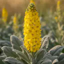 Königskerze (Verbascum densiflorum) mit hoher gelber Blütenkerze