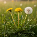 Löwenzahn (Taraxacum officinale) mit gelben Blüten und Pusteblume in der Wiese