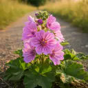 Wilde Malve (Malva sylvestris) mit rosa gestreiften Blüten