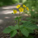 Echte Nelkenwurz (Geum urbanum) mit kleinen gelben Blüten