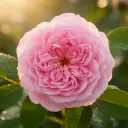 Damaszener Rose (Rosa damascena), rosa gefüllte Blüte