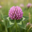 Rotklee (Trifolium pratense) mit rosa-purpurnen Blütenköpfen