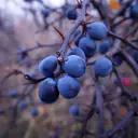 Schlehen (Prunus spinosa), blauschwarz bereifte Früchte am dornigen Zweig
