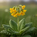 Echte Schlüsselblume (Primula veris) mit dottergelben Glockenblüten