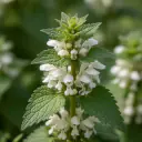 Weiße Taubnessel (Lamium album) mit weißen Lippenblüten