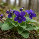 Duftveilchen (Viola odorata) mit violetten Blüten über herzförmigen Blättern
