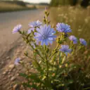 Wegwarte (Cichorium intybus) mit himmelblauen Blüten am Wegrand