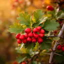 Weißdorn (Crataegus monogyna) mit roten Früchten und gelappten Blättern